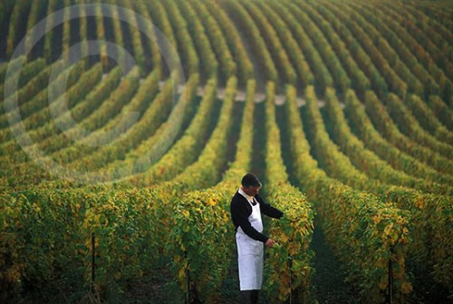 Vineyard in Reims, France